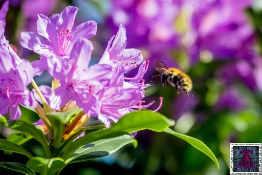 Bees at Work (1)