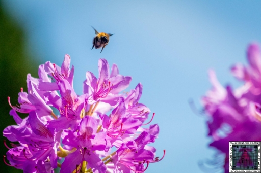 Bees at Work (2)