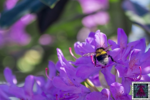 Bees at Work (3)
