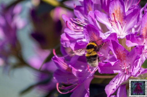 Bees at Work (4)