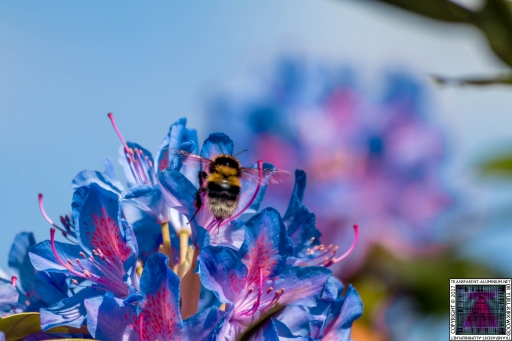 Bees at Work (5)