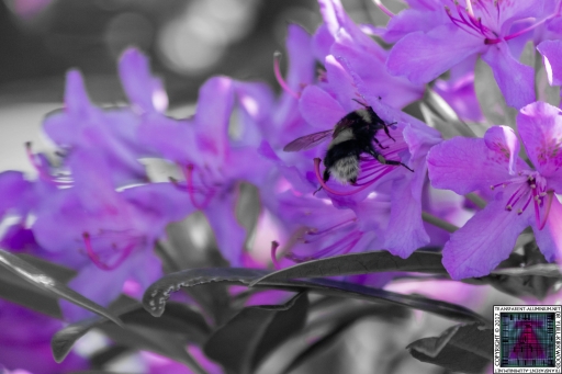 Bees at Work (6)