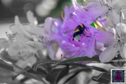 Bees at Work (7)