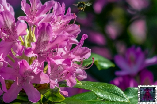 Bees at Work (8)