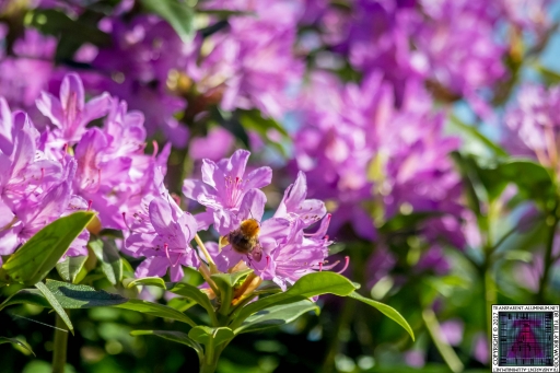 Bees at Work (9)