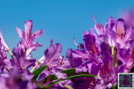 Flowers (1)