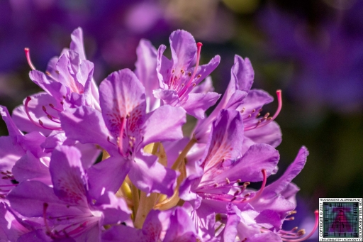 Flowers (3)