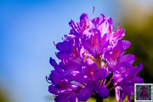 Flowers (4)