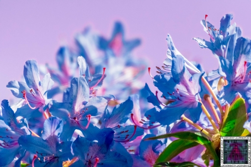 Flowers (5)