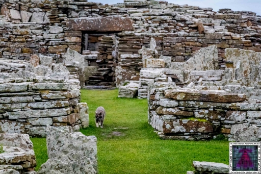 Orkney Broch of Gurness Kitten Tour Guide (5)