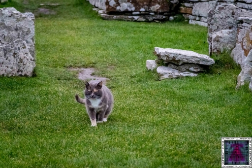 Orkney Broch of Gurness Kitten Tour Guide (6)