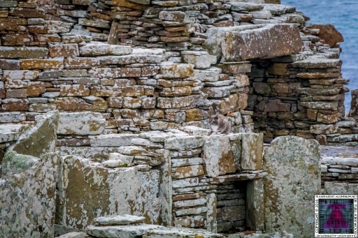 Orkney Broch of Gurness Kitten Tour Guide (8)