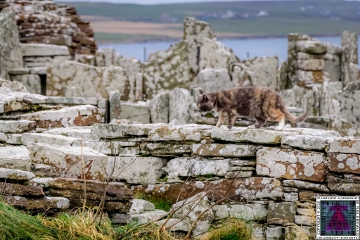 Orkney Broch of Gurness Kitten Tour Guide