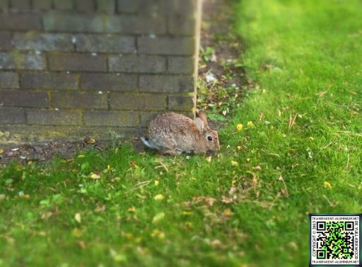Hotel Bunny