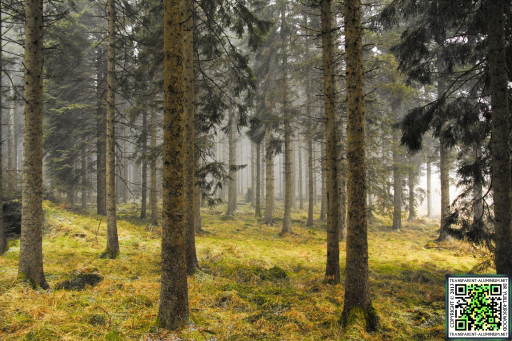 Kielder Forest
