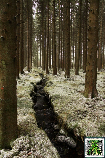 Kielder Forest