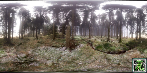 Kielder Forest
