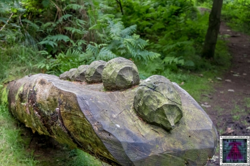 Kinnoull Hill Woodland Park (2)