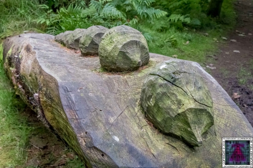 Kinnoull Hill Woodland Park (4)