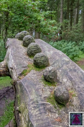 Kinnoull Hill Woodland Park (5)