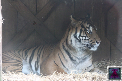 Tigger