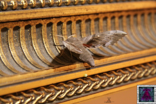 MothBat