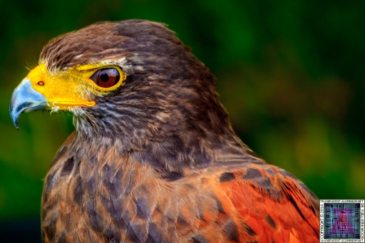 Parrot-and-Owl-Rescue-19