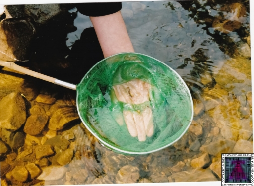 Debbie Coggins (18).jpg