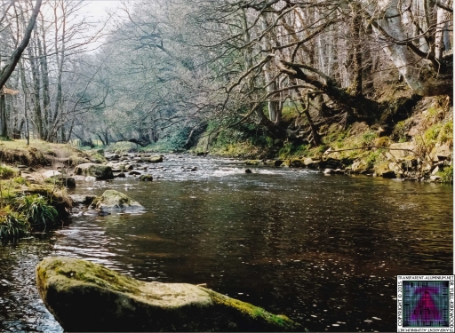 Debbie Coggins (31).jpg