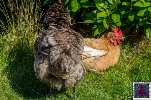 Casserole Shaking Her feathers