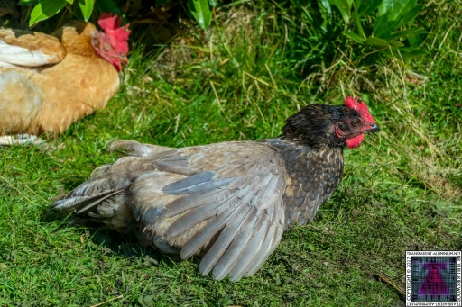 Casserole Sunbathing (2)