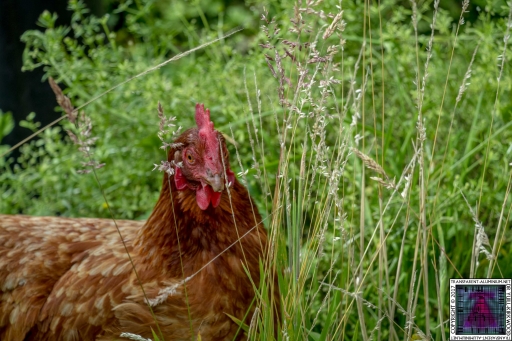 OxO Playing In The Long Grass
