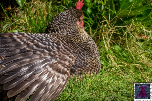 Speckled Sunbathing (1)