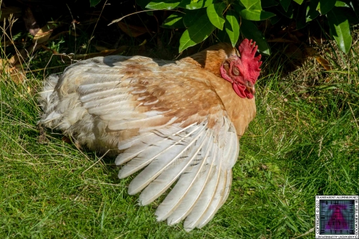 Tikka The Sun worshiper