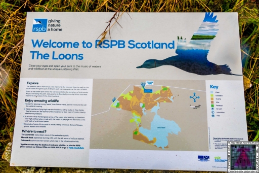 The Loons RSPB Scotland (10)