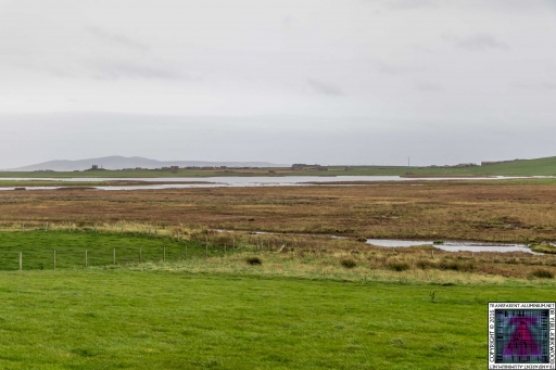 The Loons RSPB Scotland (3)