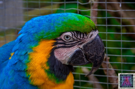 Wetheriggs-Animal-Rescue-1