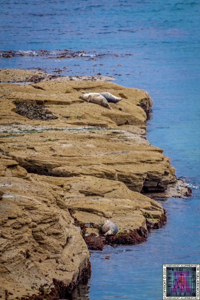 St Mary's lighthouse Seals