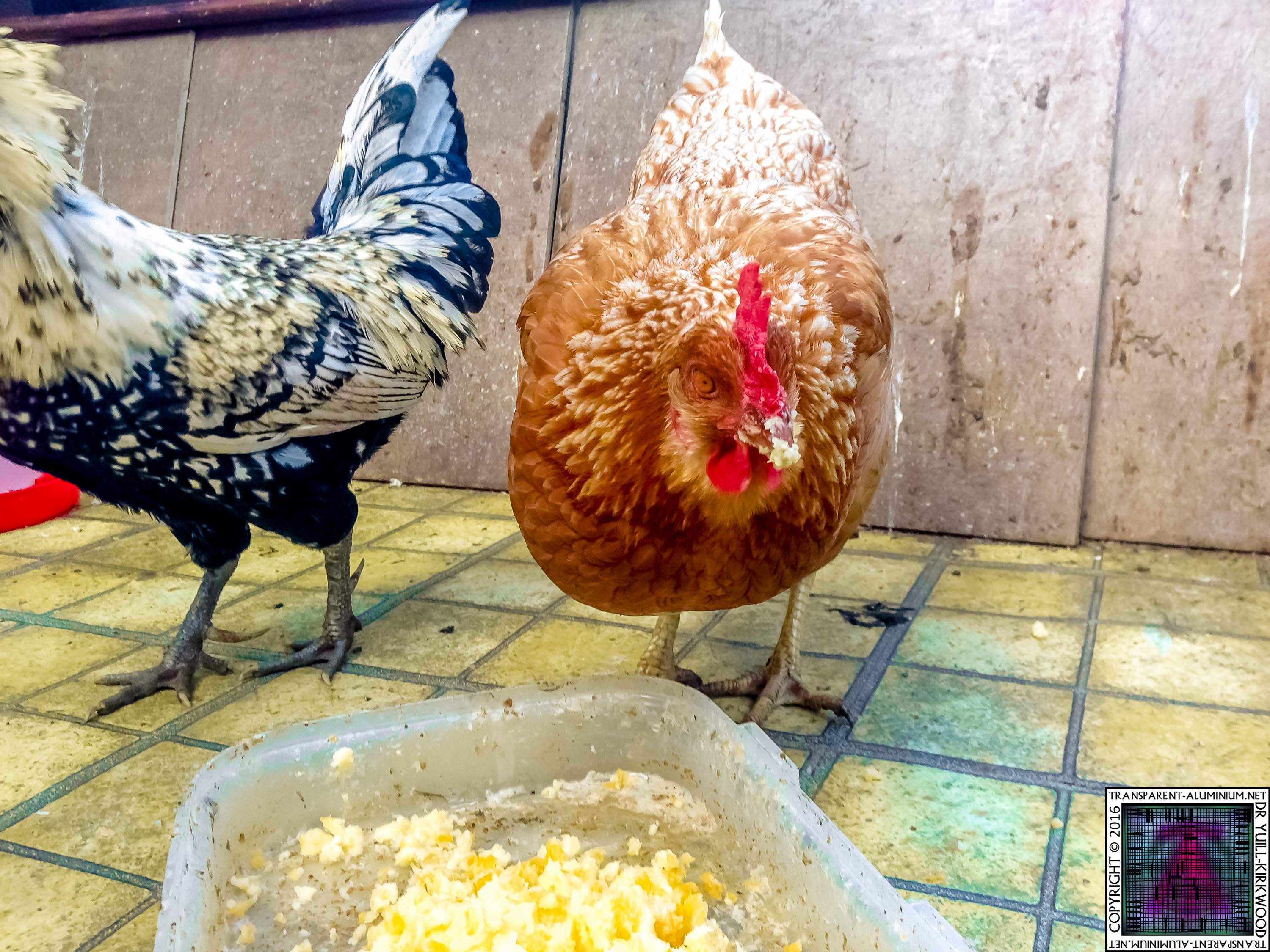 My Chickens Enjoying Mash Potato (2)