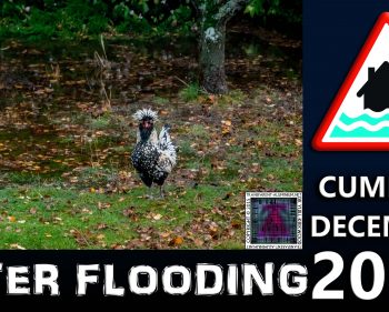 Cumbria Flooding – My Chickens Playing
