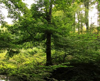 Woods – Holywell Dene