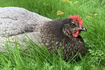 In the Garden with my Chickens – 2021/02/28