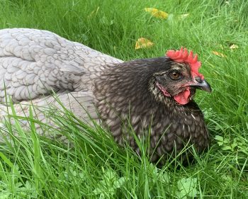 In the Garden with my Chickens – 2021/02/28