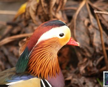 Lakeland Wildlife Oasis – Birds
