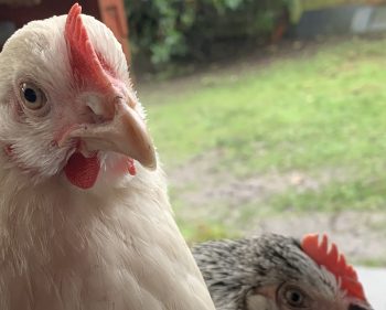 Chat With My Chickens In The Garden 🐣 2022-07-20