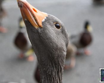 Lake District – Ducks