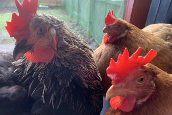 Chat in the Garden with my Chickens 🐣 2023-02-24