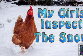 My Chickens Inspect The Snow