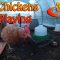 My Chickens Playing (360° Video)