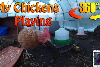 My Chickens Playing (360° Video)